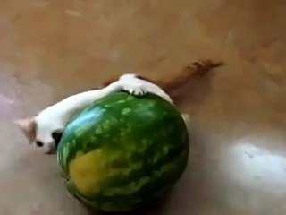 КОТ и АРБУЗ