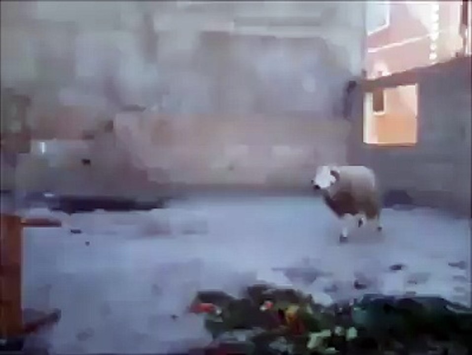 Sheep VS Man 2016