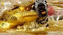 Animal Documentary National Geographic: WILD RIVER ATTACKS - Lions & Crocodiles Attack