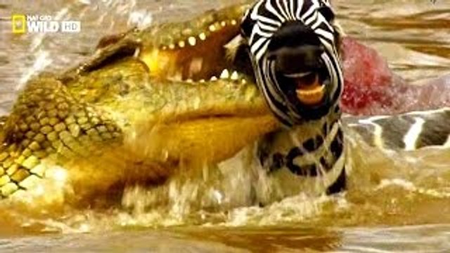 Animal Documentary National Geographic: WILD RIVER ATTACKS - Lions & Crocodiles Attack