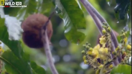 Wild Amazon HD | National Geographic Documentary 2015