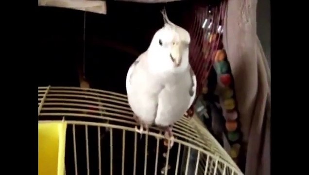 These funny and amazing animals Funny videos about animals in 2013 Humor! Joke! Laughter!