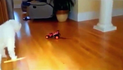 Try Not to Laugh or Grin Challenge Funny Videos 2015 ★★ Funny animals COMPILATION ✫