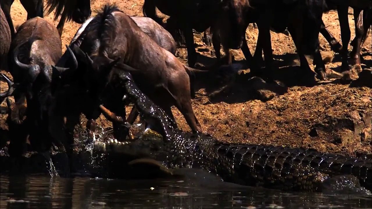 CROC ATTACK! Biggest Crocs in the world.