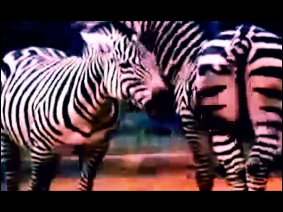 Zebra Mating - New Horses Mating Videos Compilation 2015 ✔ Funny Animal Compilation Videos
