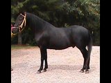 For Sale: 9yr. old Black Paso Fino Gelding-Great Trail Horse