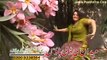 Sra Dy Anagi Da Pashto New Sexy Dance Album Janana Gul Wareena 2015 Pashto Tang Takoor
