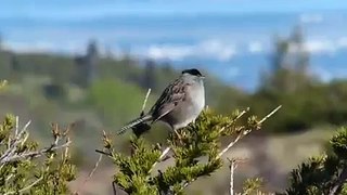 Golden-crowned Sparrow song