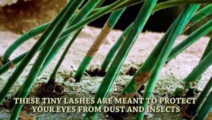 The Amazing World Seen Through A Microscope