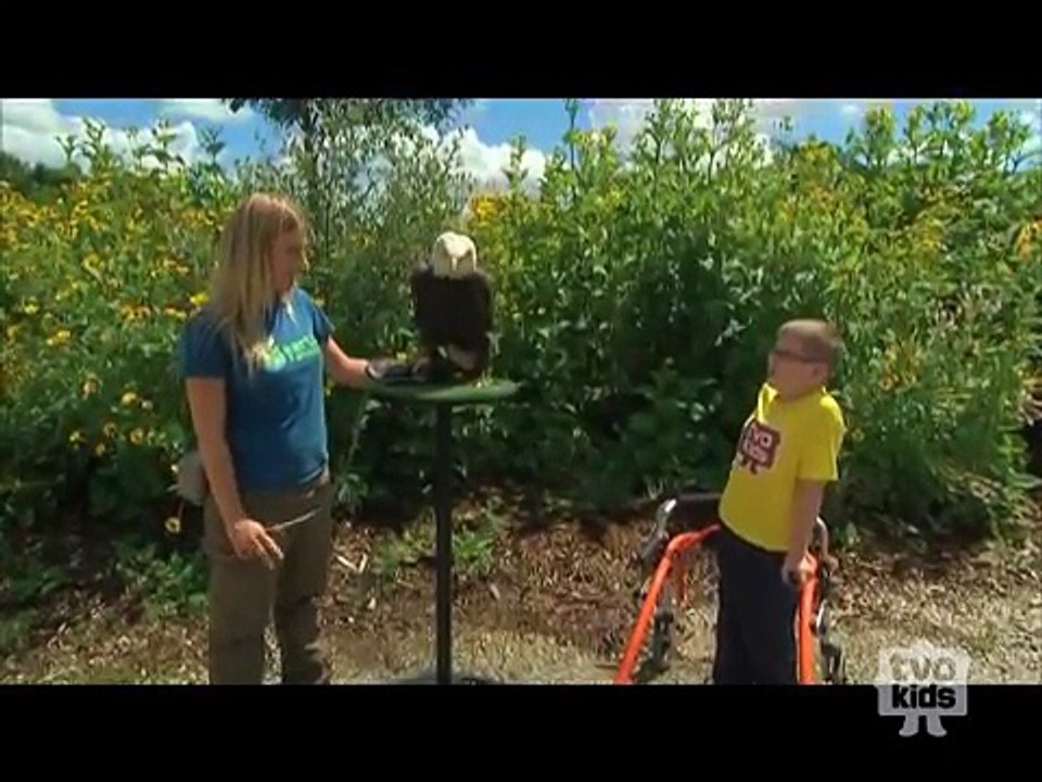 TVOKids Meets Koho the Bald Eagle