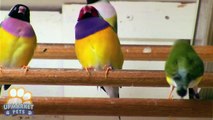 [Feature Story] Gouldian Finches