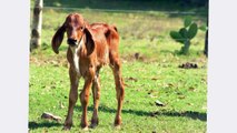 RANCHO LOS COYOLES CEBÚ SARDO NEGRO GYR LECHERO