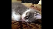 Top 10 Kitten Yawns Cutest Kittens Lovely Cat Videos Cat Fails 2015