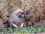 2012 Colombia   Cali, ZOOlogico, Monos Papion, Singes Papio, Monkeys From Etiopia, Babouins