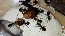 Camponotus aethiops versus cockroaches
