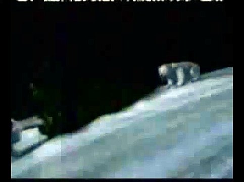 Polar Bears Christmas Coke Commercial