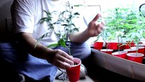 Marijuana Garden Rescue- Why Most Growers Fail- Troubleshooting