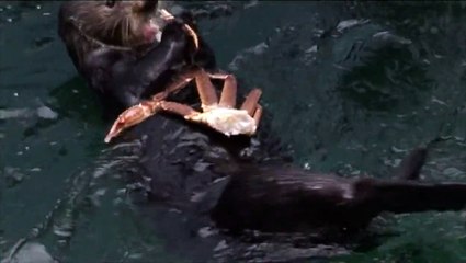 Sea Otters eating King Crab
