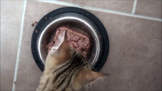 Kitten makes hilarious sounds while eating