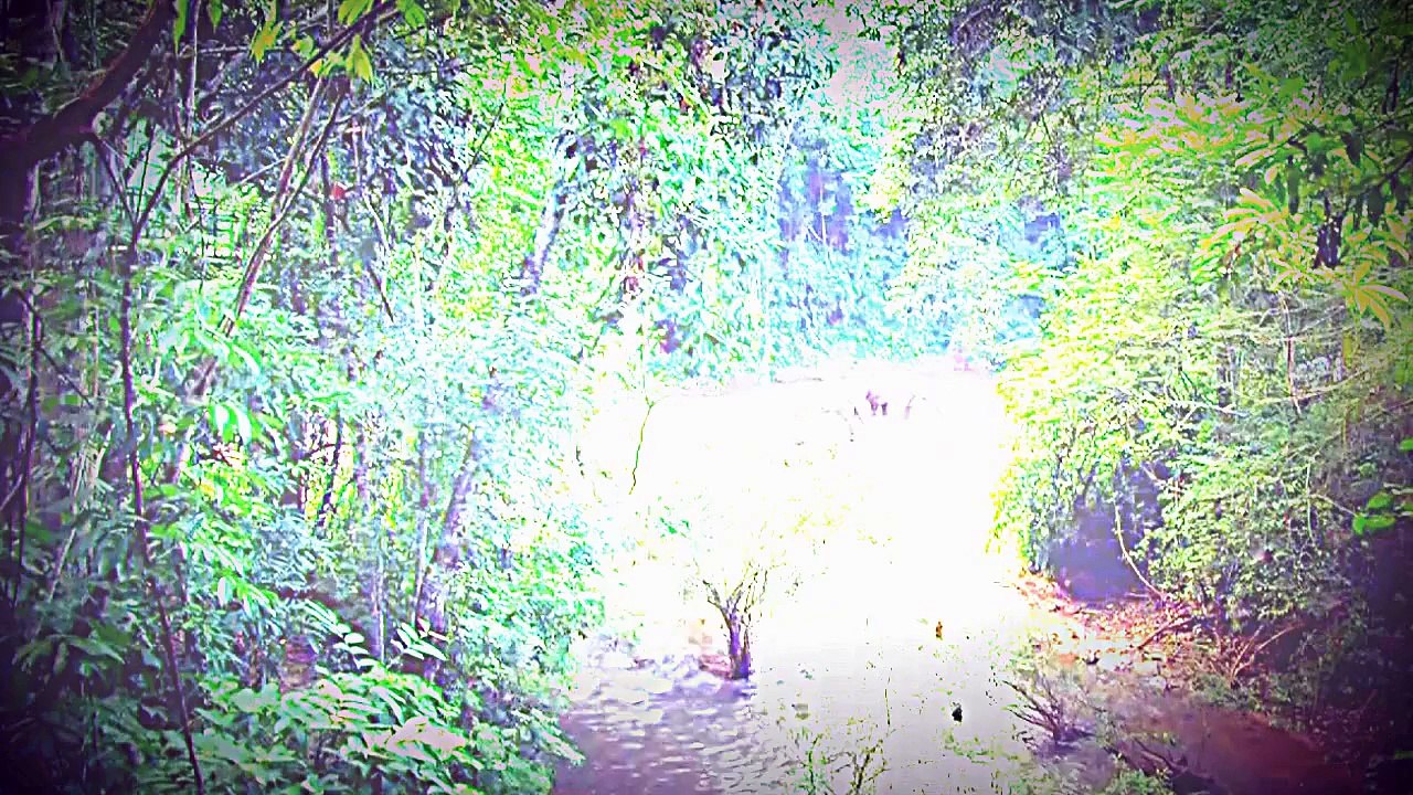 Animal Attack Caught on video