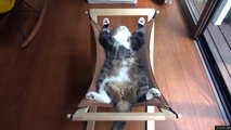 funny cat - un repos bien mérité