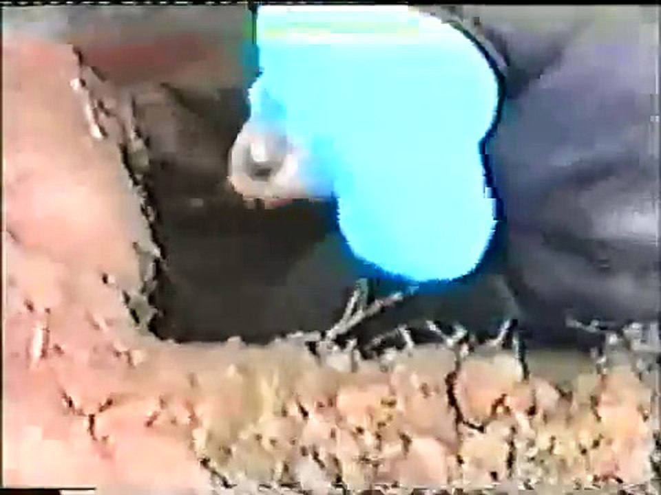 Fox Digging | Working Terriers