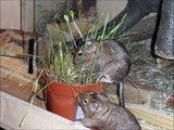 Degus - Social Life, Care and Housing, Nutrition and Health