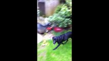 dog training   Labrador   scent work   detection    searching   day 3   take the lead dog training