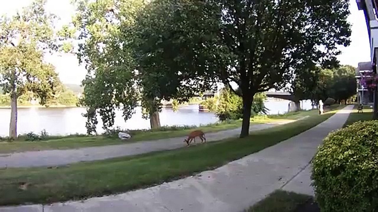 Deer walks up and licks the lens of my camera.