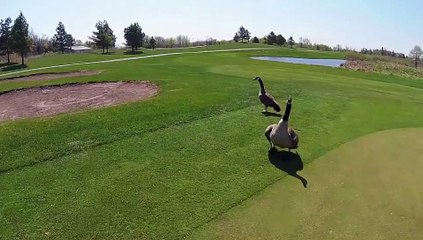 Drones derribados: ¡Ojo al pájaro!