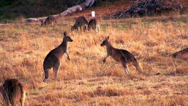 Clase magistral de boxeo entre canguros