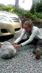 Dog passes out from overwhelming joy _ #CaseyTheDog