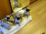 Watch a Grumble of Pug Puppies Swarm a Man.  Cuteness Overload!