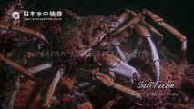 Swarm of Spider Crabs, Australia