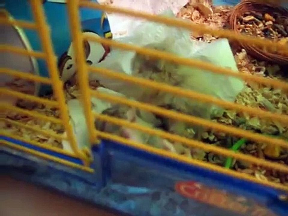 Hamster Fight