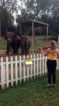 Elephants Dancing to Violin! Adorable!