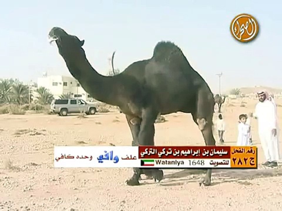 فحل سليمان ابراهيم التركي البدراني الدوسري