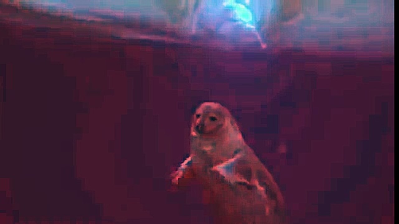 Discovery Channel Brasil - Vida - Mamíferos