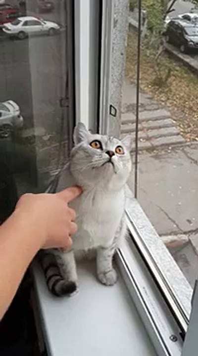 Focused kitty is focused