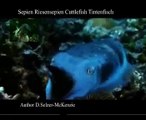 Sepien Riesensepien Tintenfisch Cuttlefisch Tiere Animals Natur SelMcKenzie Selzer-McKenzie