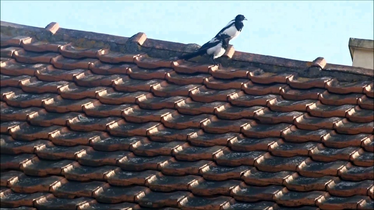 Mes pies