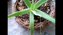 My Aloe Vera, Lucky Bamboo and Jade Plant