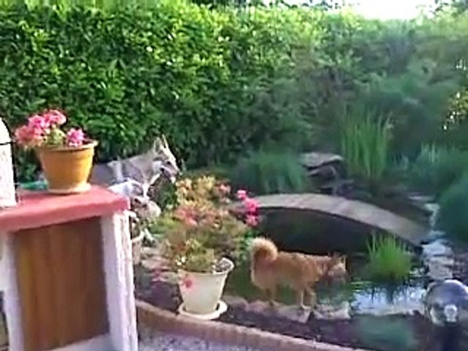 amstaff vs chien loup tcheque