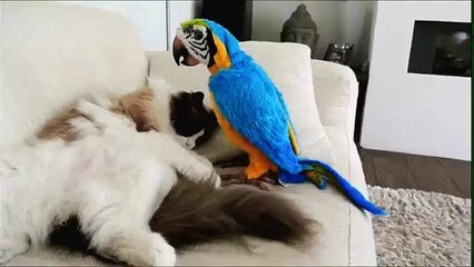 Cat Meets Parrot