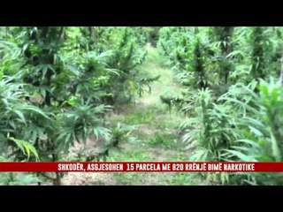 SHKODËR, ASGJESOHEN  15 PARCELA ME 820 RRËNJË BIMË NARKOTIKE