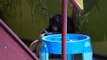 Burrito, a rescued chimpanzee, with a teddy bear