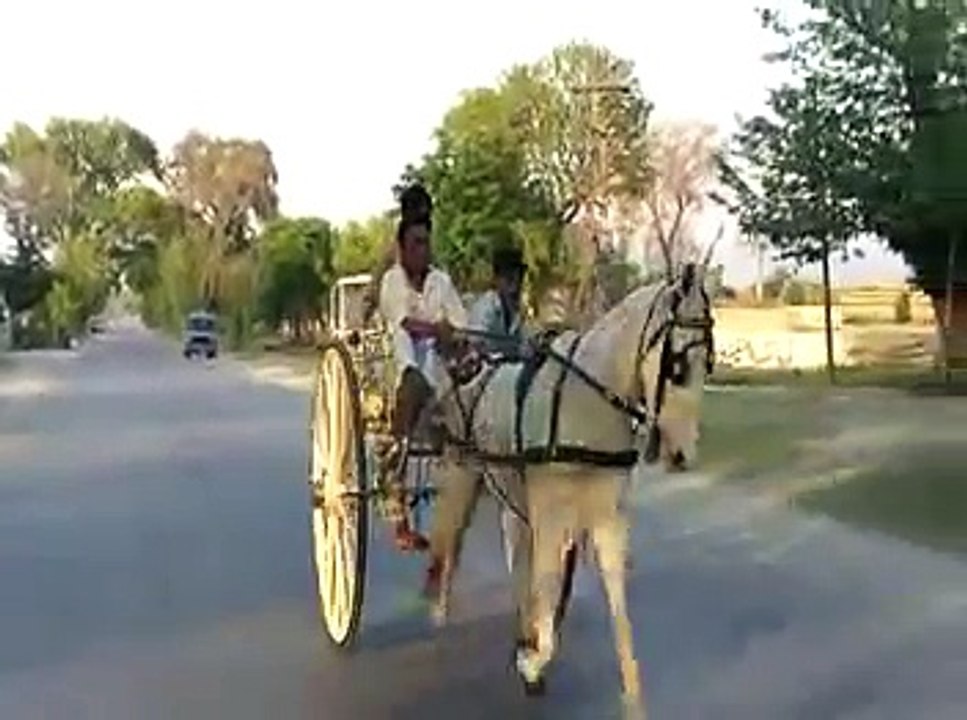GHOURGHUSHTI HORSES FILM 20/04/2012