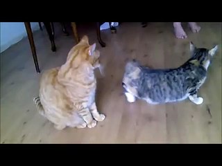 De krolse poes en de je-weet-wel-kater