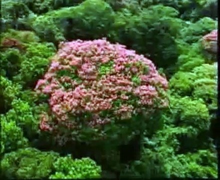 Les Miracles Scientifiques Du Coran Arte Documentaire Islam WawaZ net 1