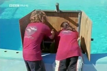 Dolphins: Deep Thinkers?: Echolocation test